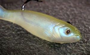 VIDEO: How to use – Storm Wildeye Pro Paddletail & Curltail